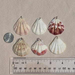 May include: Six assorted seashells with metal loops for hanging. The shells vary in color, including white, cream, and reddish-brown. A ruler shows the shells are approximately 1 to 2 inches in size. A US quarter is included for scale.