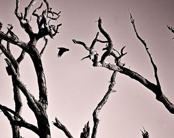 May include: A black and white photograph of bare, twisted tree branches against a pale sky. A dark bird is in flight, silhouetted against the sky. The image evokes a sense of starkness and nature.