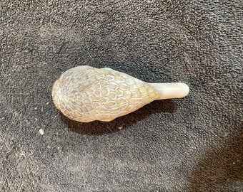 Real authentic grade A wild Armadillo Skull with skull armor