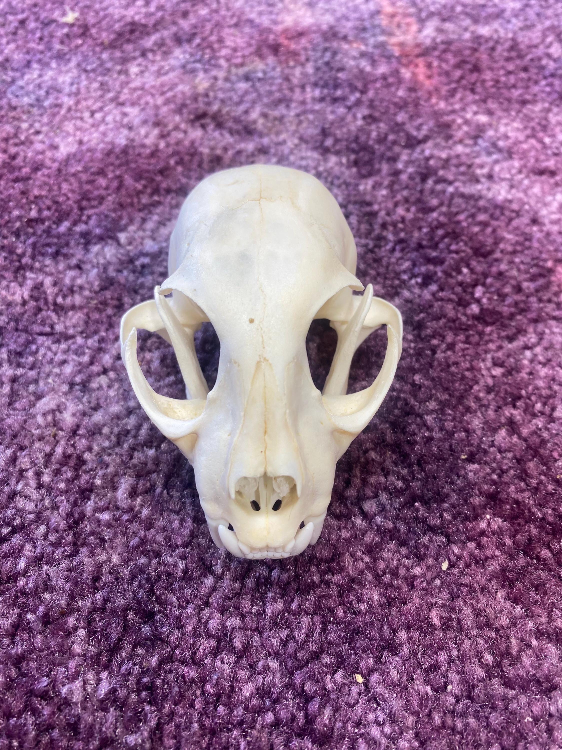 Grade A Small size Bobcat Skull
