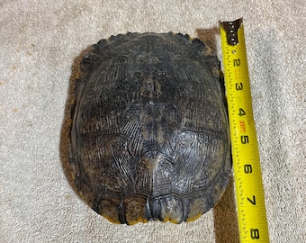 May include: A close-up of a turtle shell, measuring approximately 7 inches in length. The shell is dark brown with yellow markings and a textured surface.
