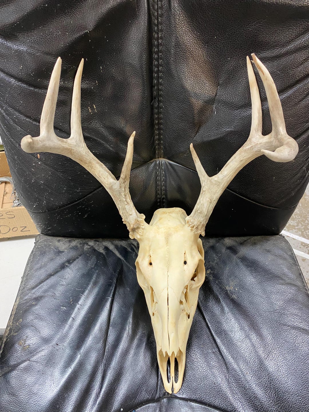 1 Nice Perfect Wild Little White Tail Buck Rack With Skull! - Etsy