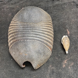 Armadillo Shell and skull combo
