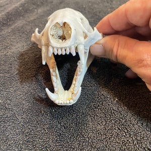 Grade A Badger Skull