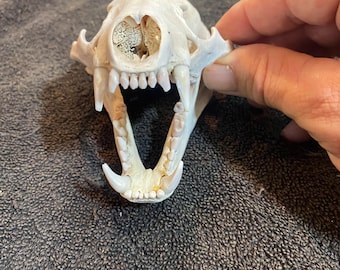 Grade A Badger Skull