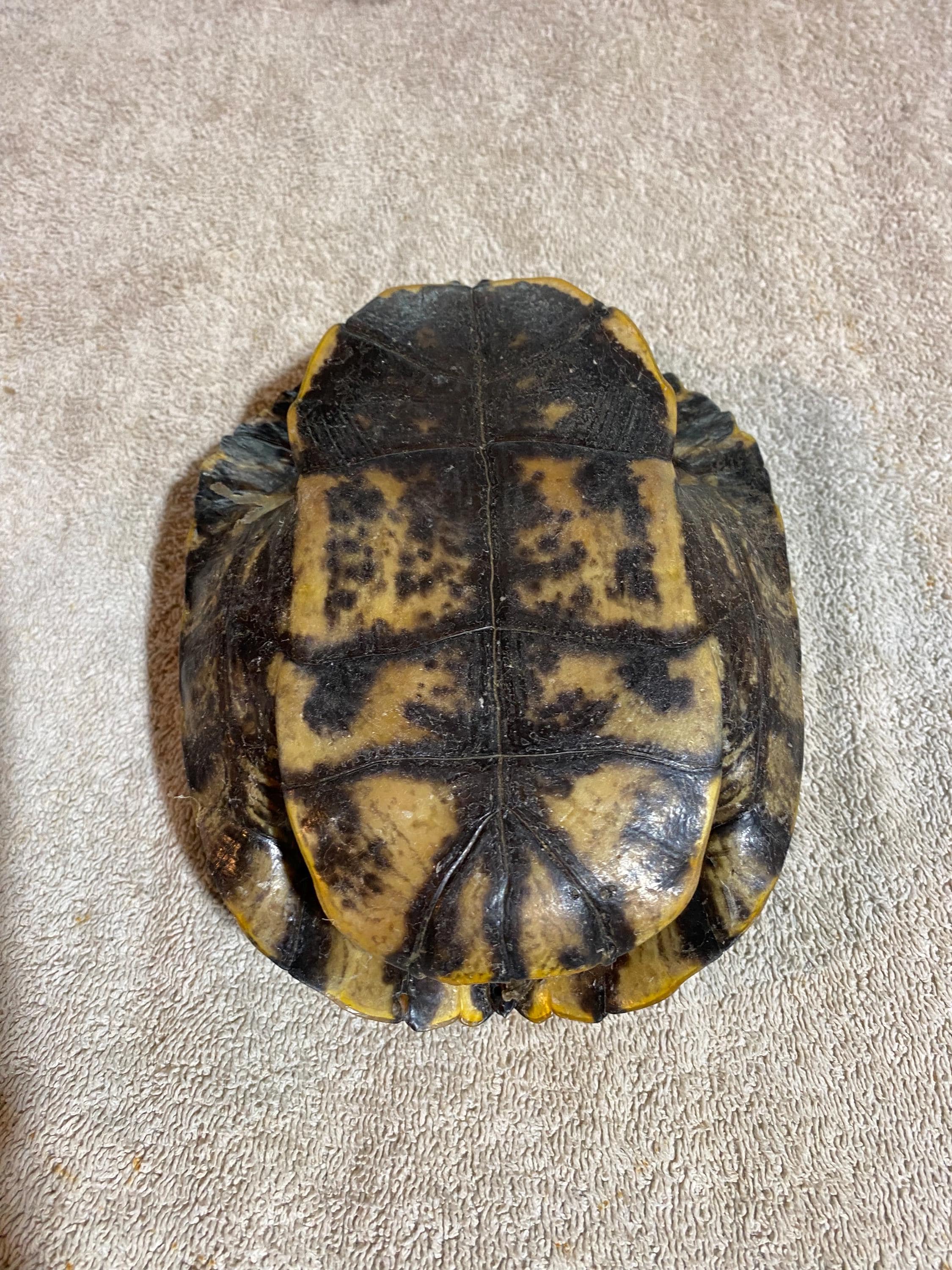 1 Red Eared Slider Turtle Shell - Etsy
