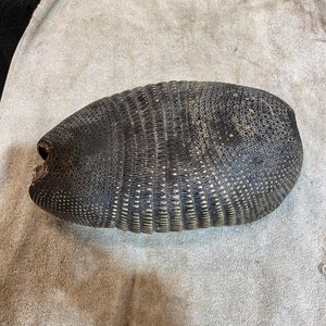 May include: A dark gray, textured object with a rounded shape, resembling an armadillo shell. The surface is covered in a pattern of small, circular and rectangular shapes. The object is lying on a light-colored, textured surface.