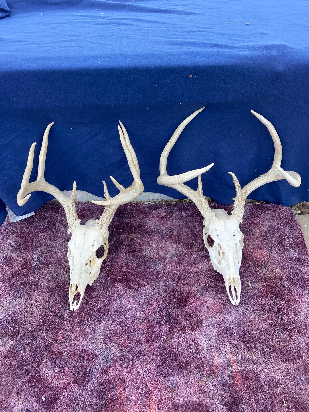 2 Real Nice Wild White Tail Racks With Skulls! - Etsy