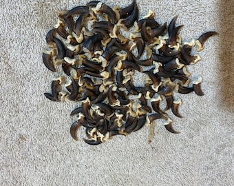 100 Real Coyote Claws
