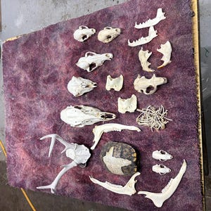 Large damaged unique variety, parts & pieces cleaned,  Deer, turtle shell , raccoon ,coyote , jaw bones , cow horns bones etc