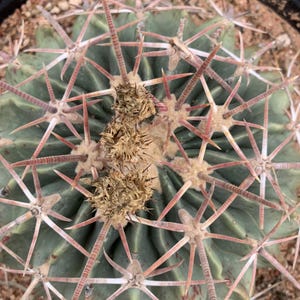 Echinocactus texensis horse crippler cactus