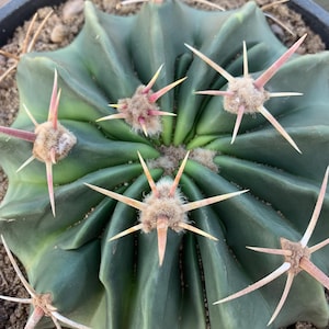 Echinocactus texensis horse crippler cactus