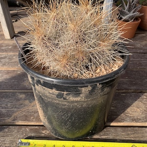 Echinocereus stramineus Strawberry Hedgehog cactus (actual cactus pictured)