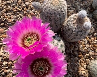 Echinocereus reichenbachii Texas white lace cactus (actual cactus pictured)