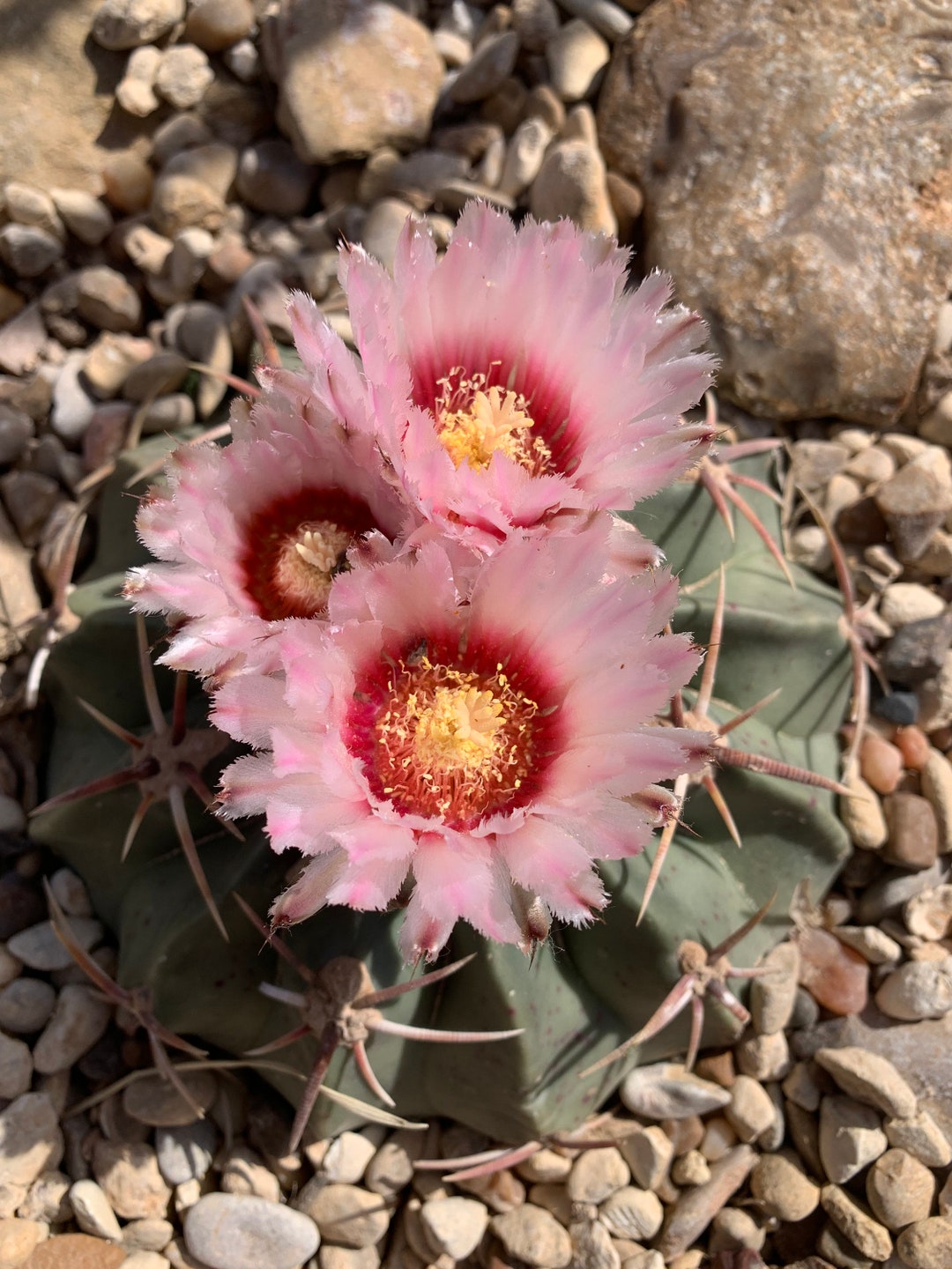 Echinocactus Texensis Horse Crippler Cactus Etsy