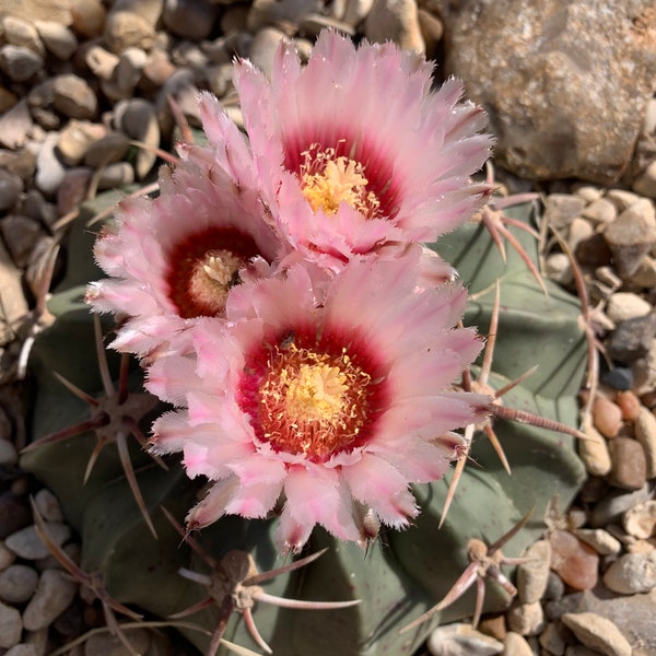 Echinocactus texensis horse crippler cactus