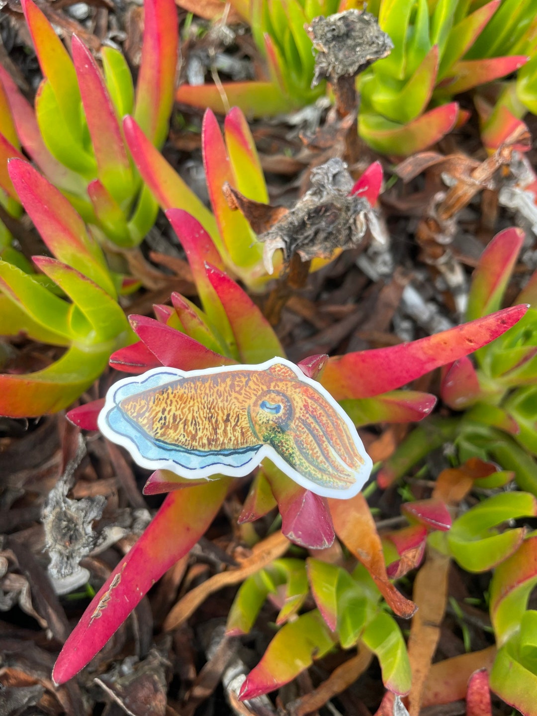 Pharaoh Cuttlefish Vinyl Sticker - Etsy