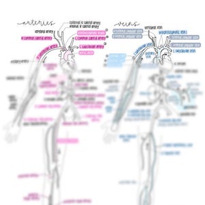 Anatomy and Physiology II: Human Arteries and Veins - Handwritten Study Cheat Sheet (1 Page)