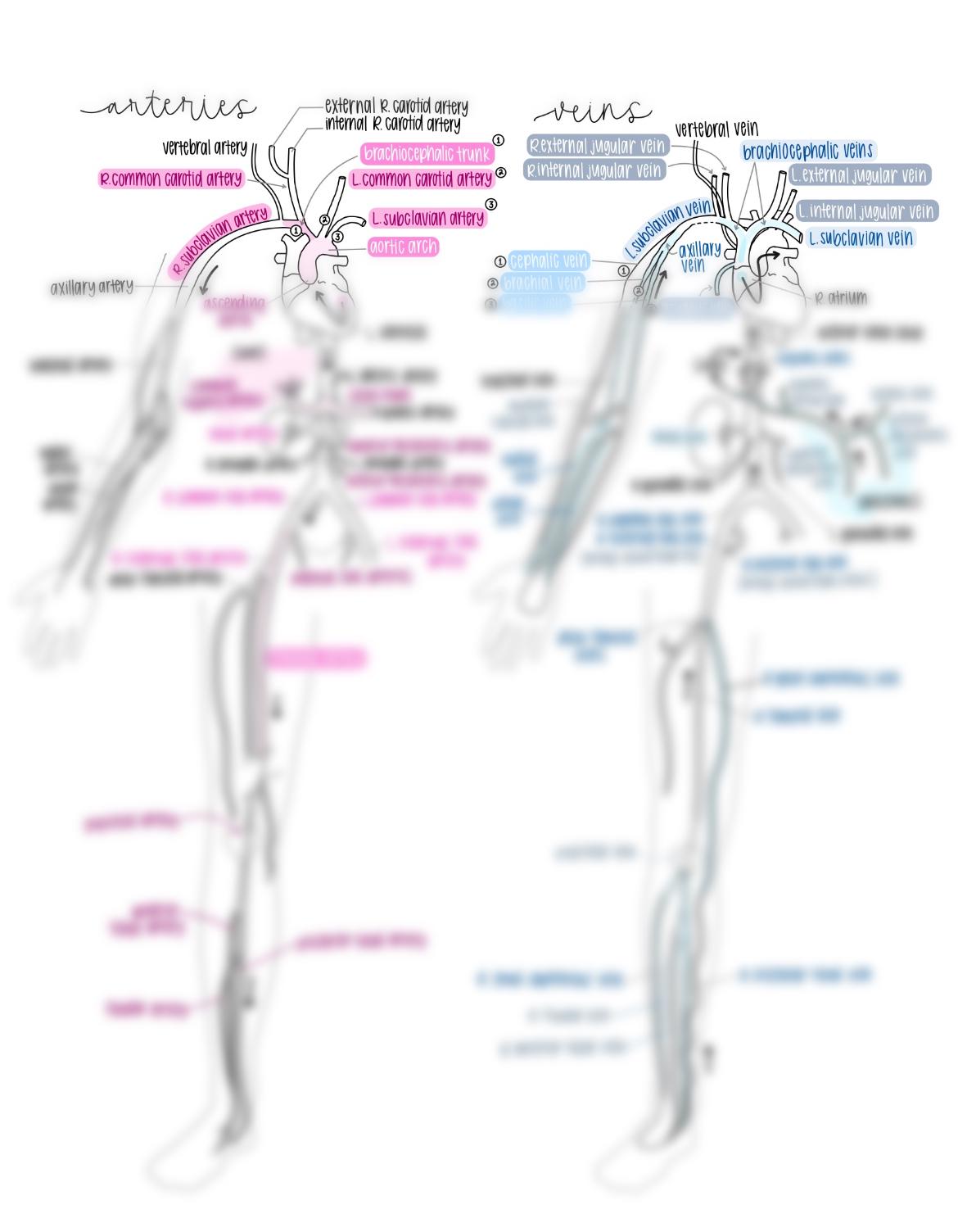 Anatomy and Physiology II: Human Arteries and Veins - Handwritten Study ...