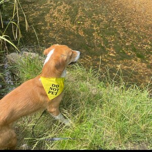 May include: A brown and white dog wearing a yellow bandana with the text "DO NOT PET" in black. The dog is standing on a grassy bank next to a stream.