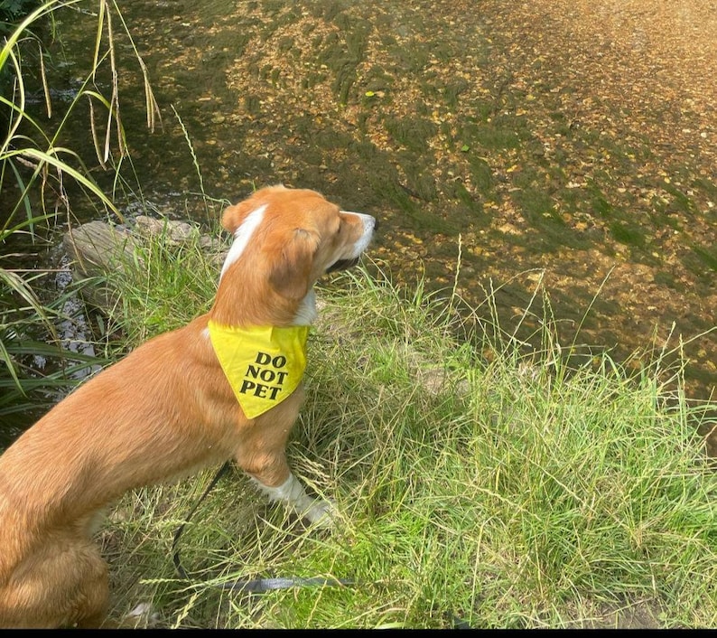 May include: A brown and white dog wearing a yellow bandana with the text "DO NOT PET" in black. The dog is standing on a grassy bank next to a stream.