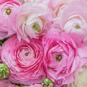 May include: Close-up of a bouquet of pink ranunculus flowers. The petals are layered and delicate, with a gradient of pink hues. Green buds and white flowers are also visible, creating a soft, romantic floral arrangement.