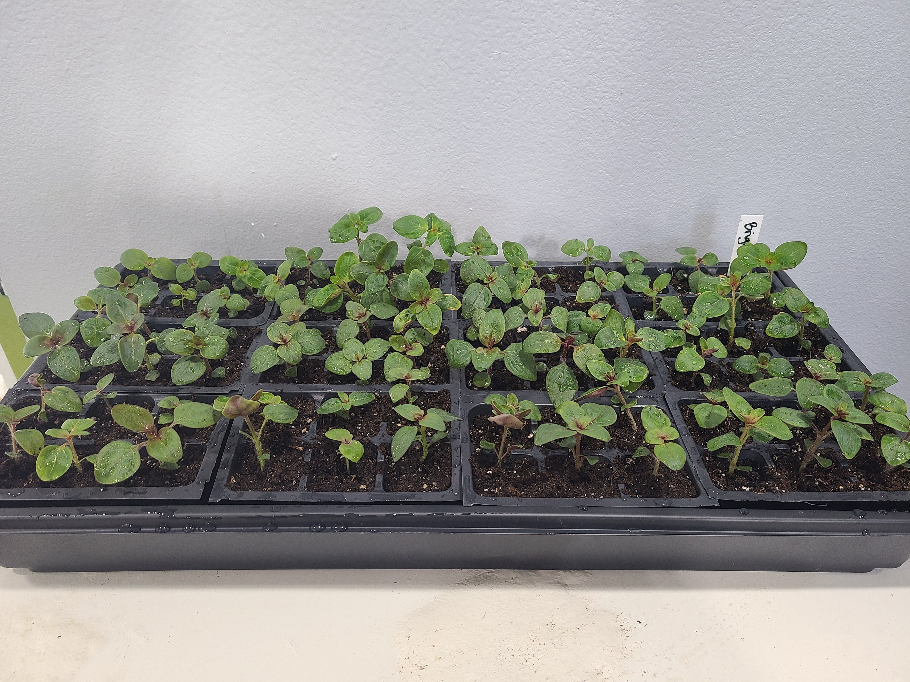 Brighton Rock Snapdragons. 6 Live Baby Plugs. Free Shipping. Etsy