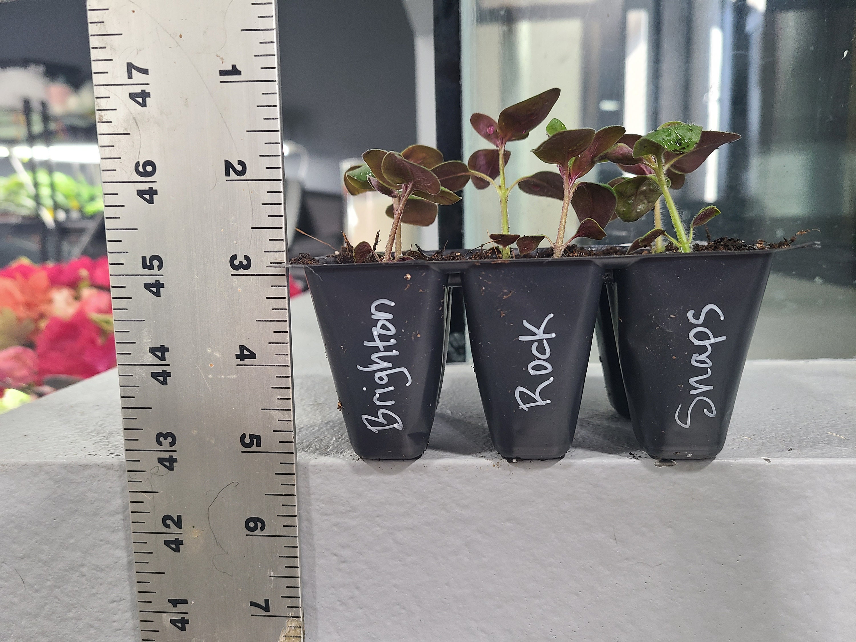 Brighton Rock Snapdragons. 6 Live Baby Plugs. Free Shipping. Etsy