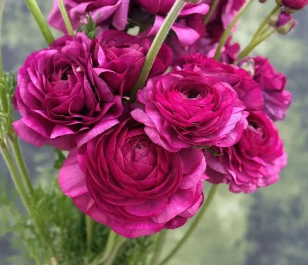 Malva Ranunculus Malva Elegance Ranunculus - One LIVE Plant (PREORDER, Ships April) - Etsy