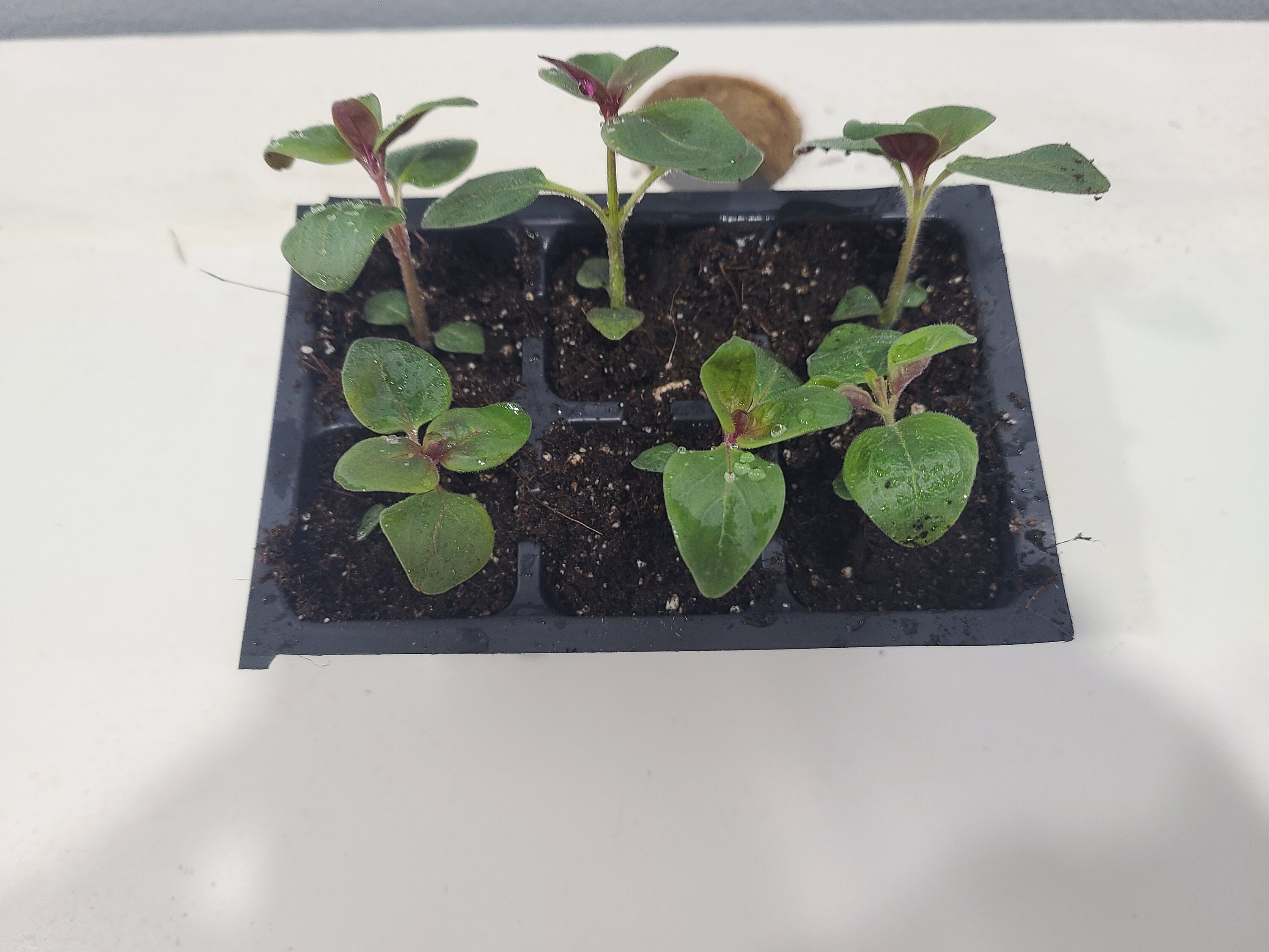 Brighton Rock Snapdragons. 6 Live Baby Plugs. Free Shipping. Etsy