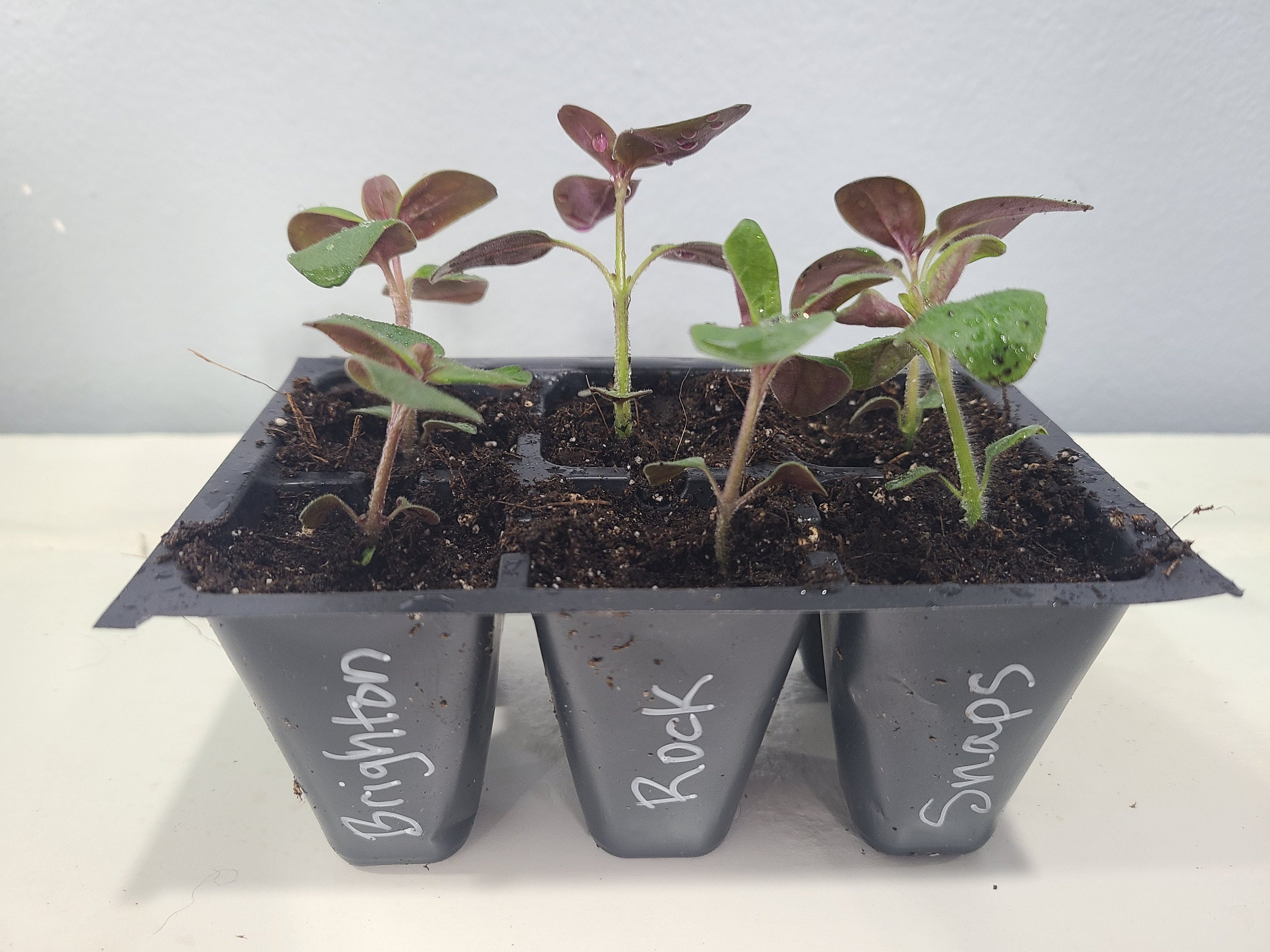 Brighton Rock Snapdragons. 6 Live Baby Plugs. Free Shipping. Etsy