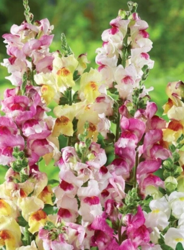 Brighton Rock Snapdragons. 6 Live Baby Plugs. Free Shipping. Etsy