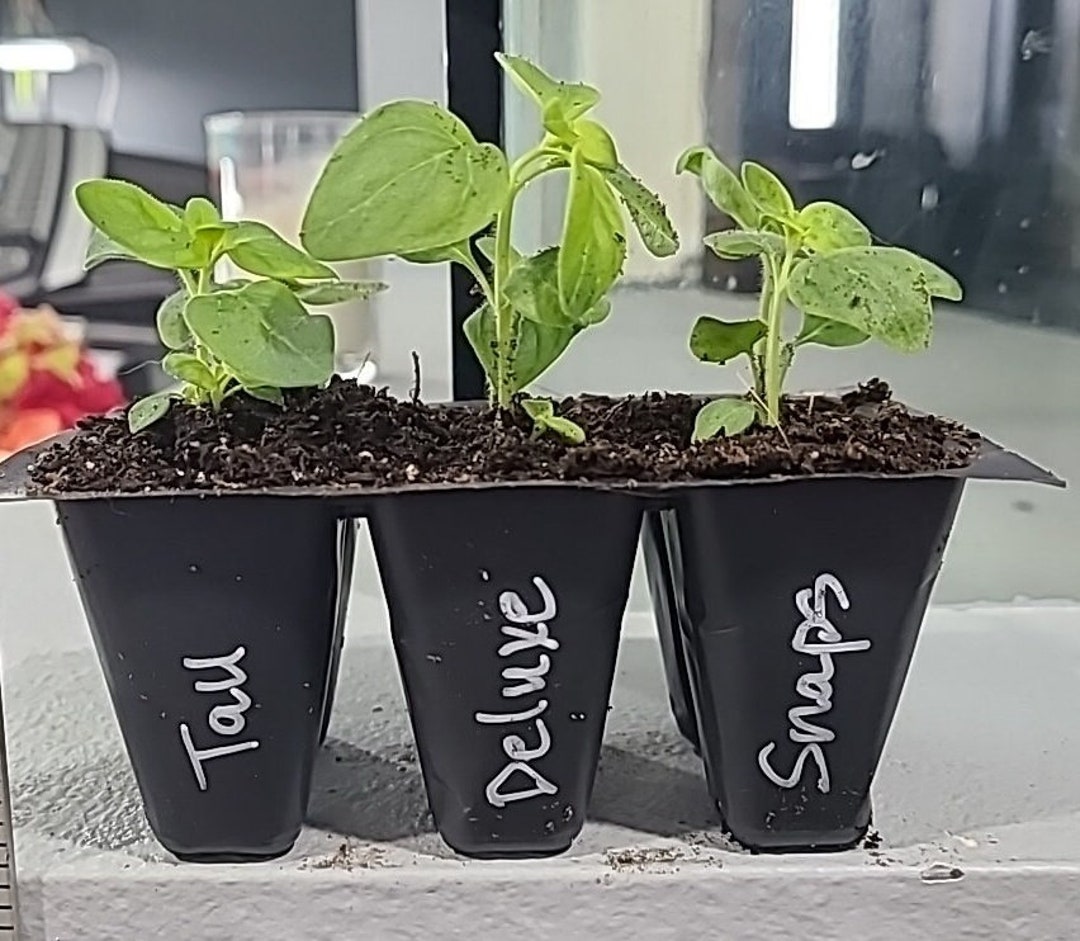 Tall Deluxe Snapdragons. 6 Live Baby Plugs. Free Shipping. Etsy