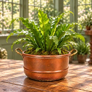 May include: A vibrant green bird's nest fern plant with long, wavy fronds growing in a round, polished copper basin. The basin features two small, textured metal handles on opposite sides and contains soil covered with green moss.