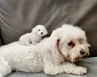 Figurine miniature personnalisée de chien bichon frisé feutrée à l'aiguille, portrait de chien en feutre personnalisé, réplique réaliste de bichon frisé, cadeau de perte de bichon frisé