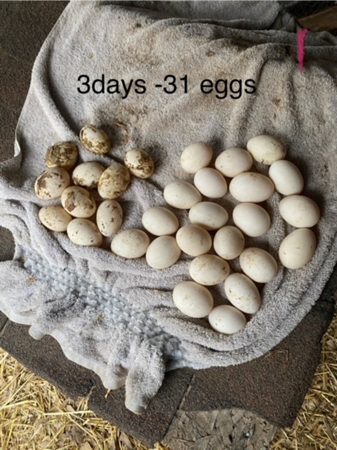 18-free-range-unwashed-duck-eggs-etsy