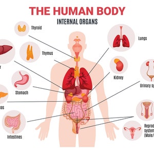 Human Body Organ Systems Science Home School Learning Educational ...
