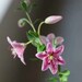 see more listings in the miniature plants section