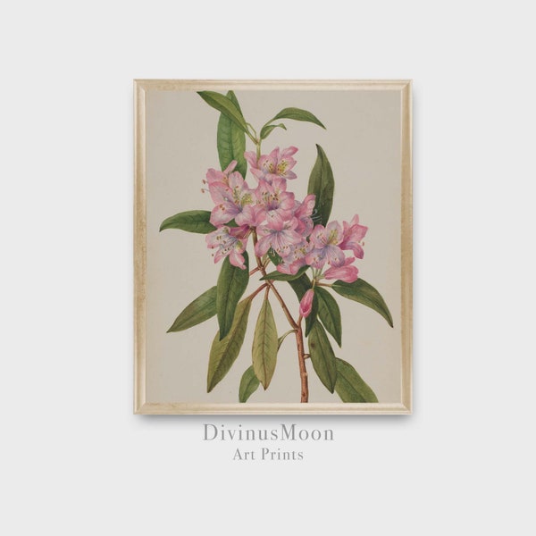 Rhododendron Blossom Antique Botanical Print |Vintage Wall Art Pink Green |  Digital Download to Print and Frame | DS1054