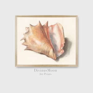 May include: A watercolor painting of a large seashell with a light brown and pink color scheme. The shell is depicted in a realistic style with intricate details.