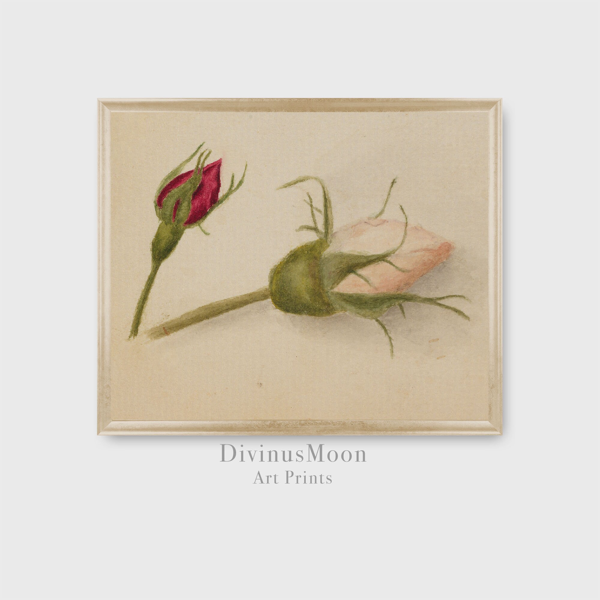 Pink and Red Rosebuds | Romantic Victorian Antique Print | Pink