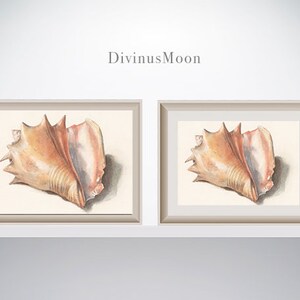 Conch Shell Print | Coastal Beach House Decor | Kitchen Dining Bathroom ...