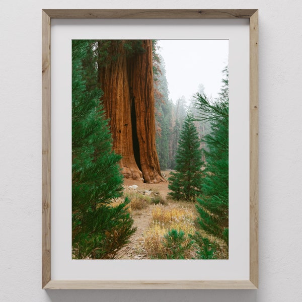 Autumn in Sequoia National Park, Sequoia Print, Nature Wall Art Print, Moody Scenery Wall Art, Forest Print, Fine Art Print, Winter Decor