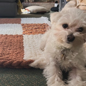 May include: A small white dog with brown eyes sits on a brown and white crocheted blanket. The dog is wearing a silver collar with a tag.