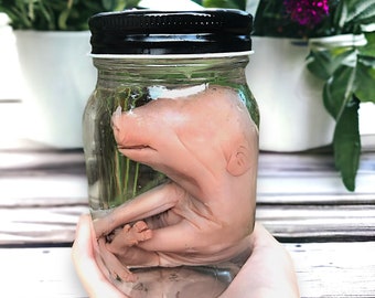 Cute baby piglet Wet specimen in glass jar, Oddities collection, creepy gift, natural history, taxidermy Curiosity Witchy, taxidermy bat