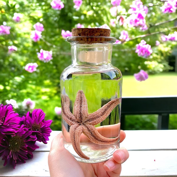 Cute starfish Wet specimen in jar, Oddities collection, creepy gift, natural history, taxidermy Curiosity Witchy ocean beach decor goth zoo