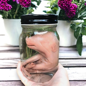 Cute baby piglet Wet specimen in glass jar, Oddities collection, creepy gift, natural history, taxidermy Curiosity Witchy, taxidermy bat
