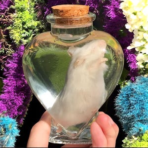 Puede incluir: Una botella de vidrio transparente en forma de corazón con un tapón de corcho, que contiene un hámster blanco. La botella se sostiene frente a un fondo de flores coloridas. El hámster es visible dentro de la botella.