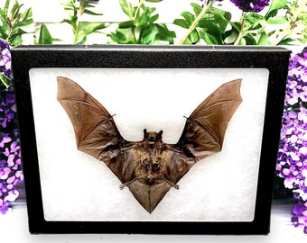 Taxidermy bat Preserved Framed Bat in Shadow Box Display natural history dead animal oddity curiosity bat bug insect zoology goth framed bat