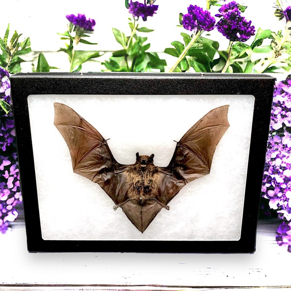 Taxidermy bat Preserved Framed Bat in Shadow Box Display natural history dead animal oddity curiosity bat bug insect zoology goth framed bat